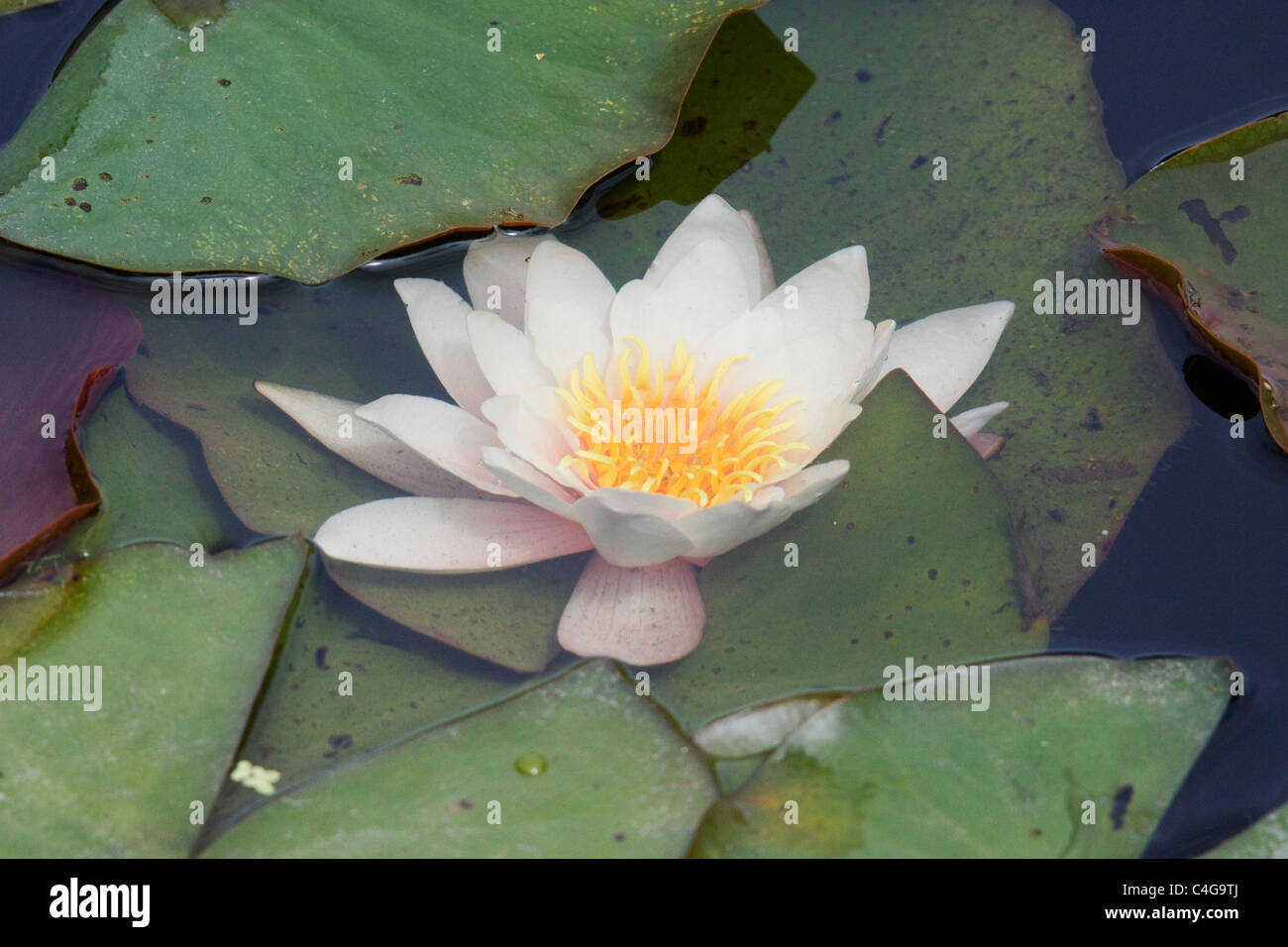 Light Pink Water Lilies  Nymphaeaceae Stock Photo