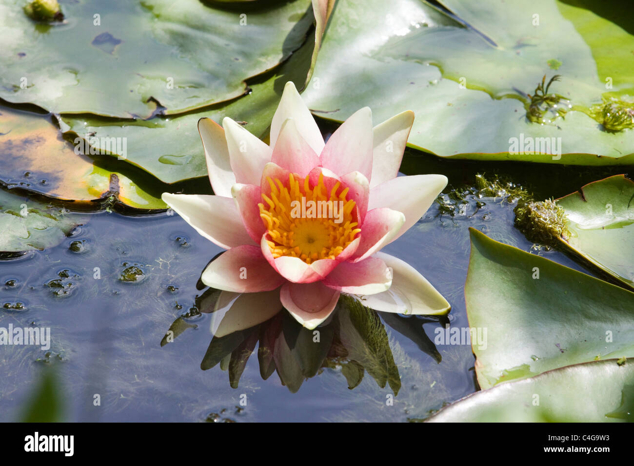 Pink Water Lilies on a pond  Nymphaeaceae Stock Photo