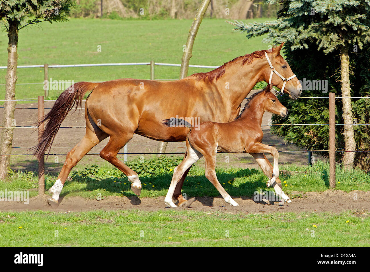 Hanoverian horse and foal Stock Photo Alamy
