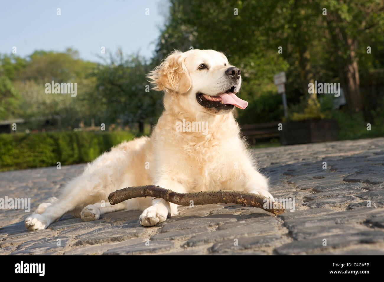 Golden Retriever. Adult dog lying next to a stick Stock Photo - Alamy