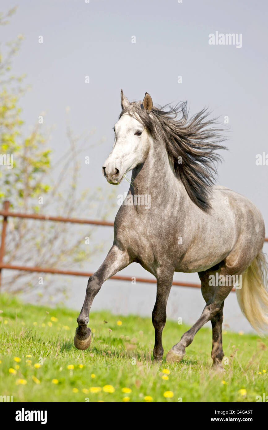 Pure Spanish-bred horse - walking on meadow Stock Photo