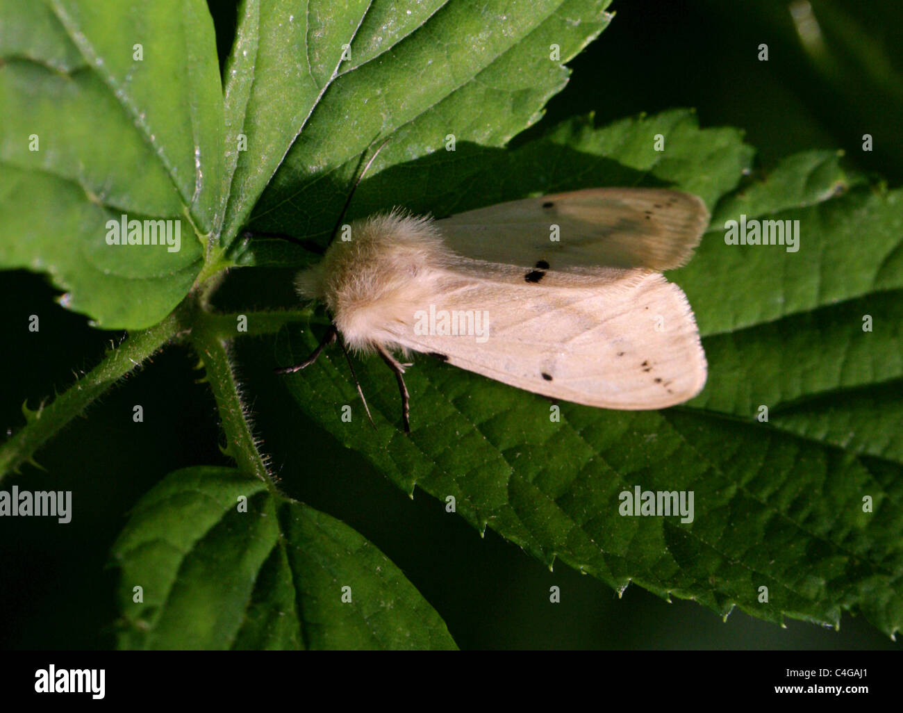 Buff Ermine Moth, Spilosoma luteum, Arctiinae, Arctiidae, Noctuoidea, Lepidoptera. Syn. Spilarctia luteum, Spilosoma lutea. Stock Photo