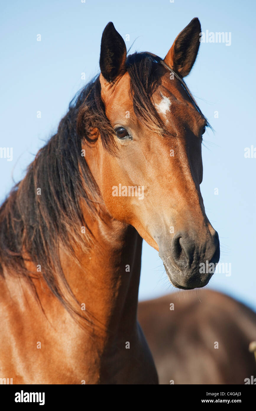 Kabarda horse - portrait Stock Photo - Alamy