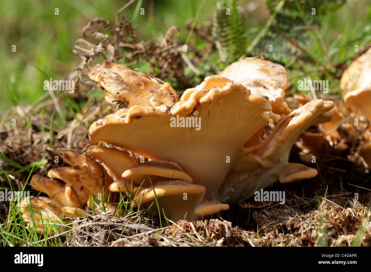 Giant Polypore Fungus, Meripilus giganteus, (Polyporus giganteus