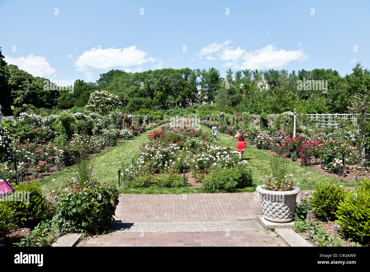 Cranford Rose Garden At Brooklyn Botanic Garden On A Beautiful