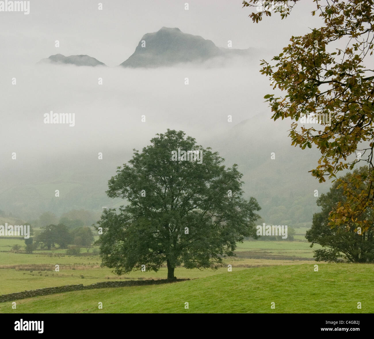 Langdale Pikes towering over a tree and shrouded in mist Stock Photo