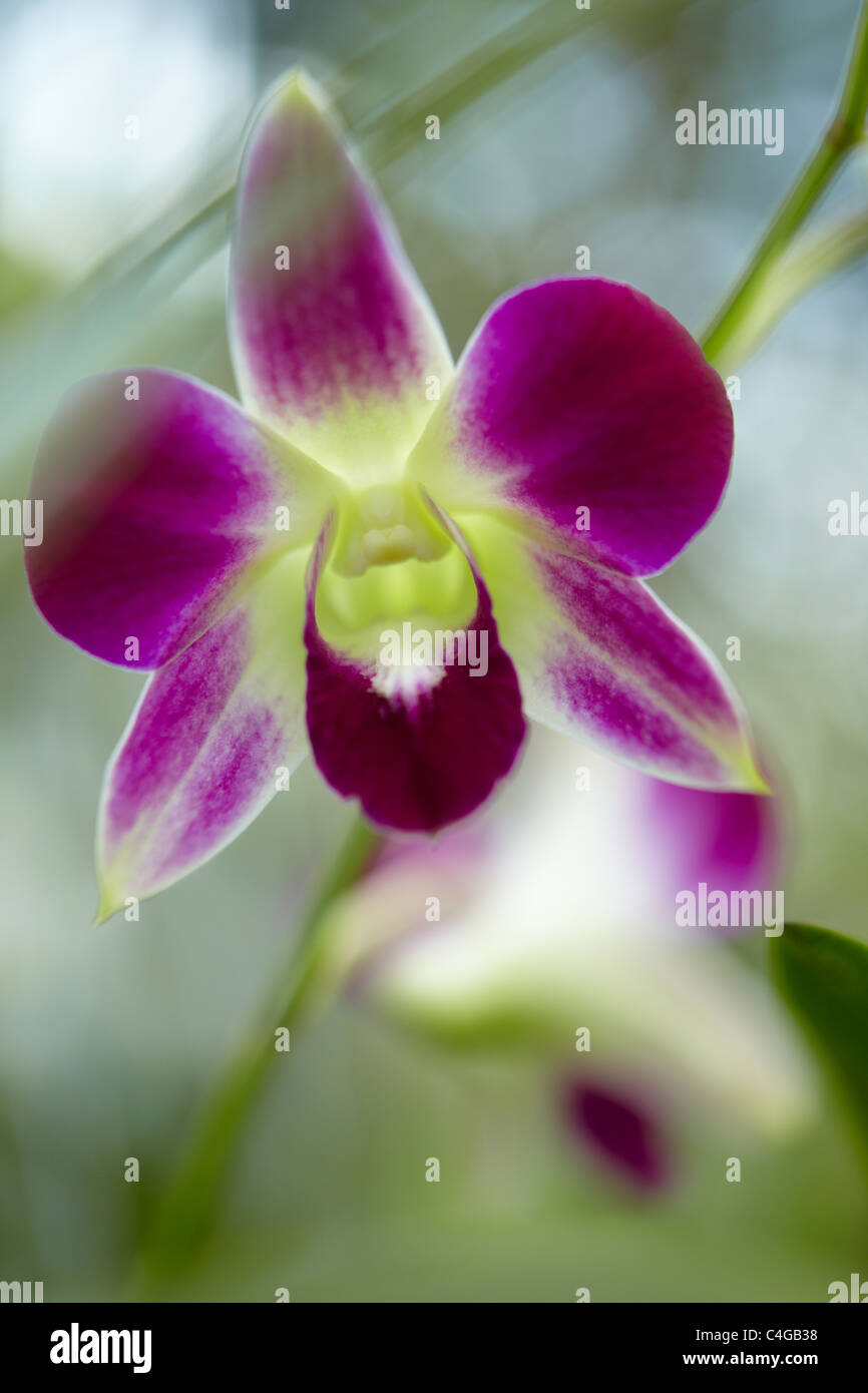 an orchid, Mekong Delta, Vietnam Stock Photo