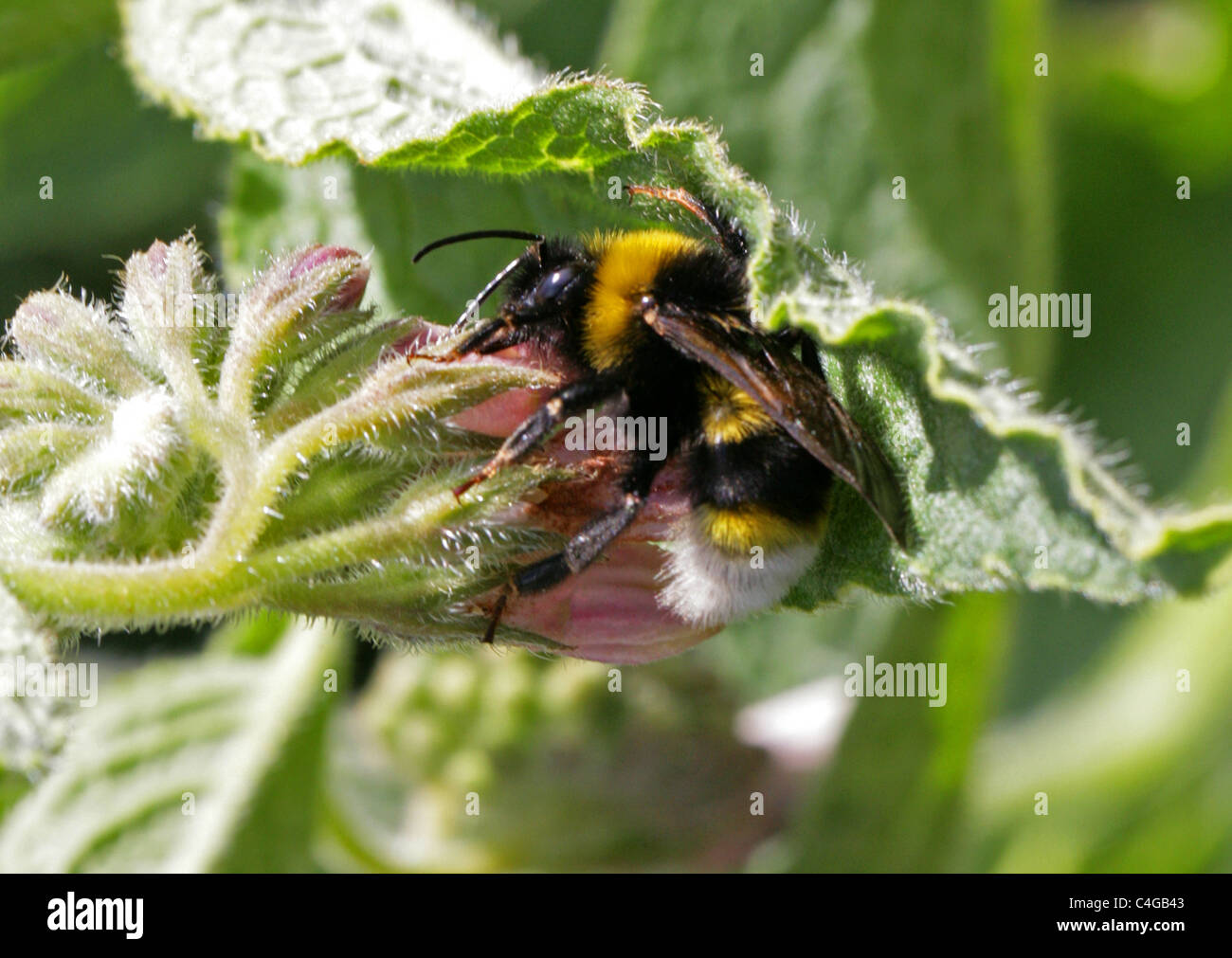 Southern Cuckoo Bumblebee, Bombus vestalis, Apinae, Apidae, Apoidea, Apocrita, Hymenoptera. Syn. Psithyrus vestalis. Stock Photo