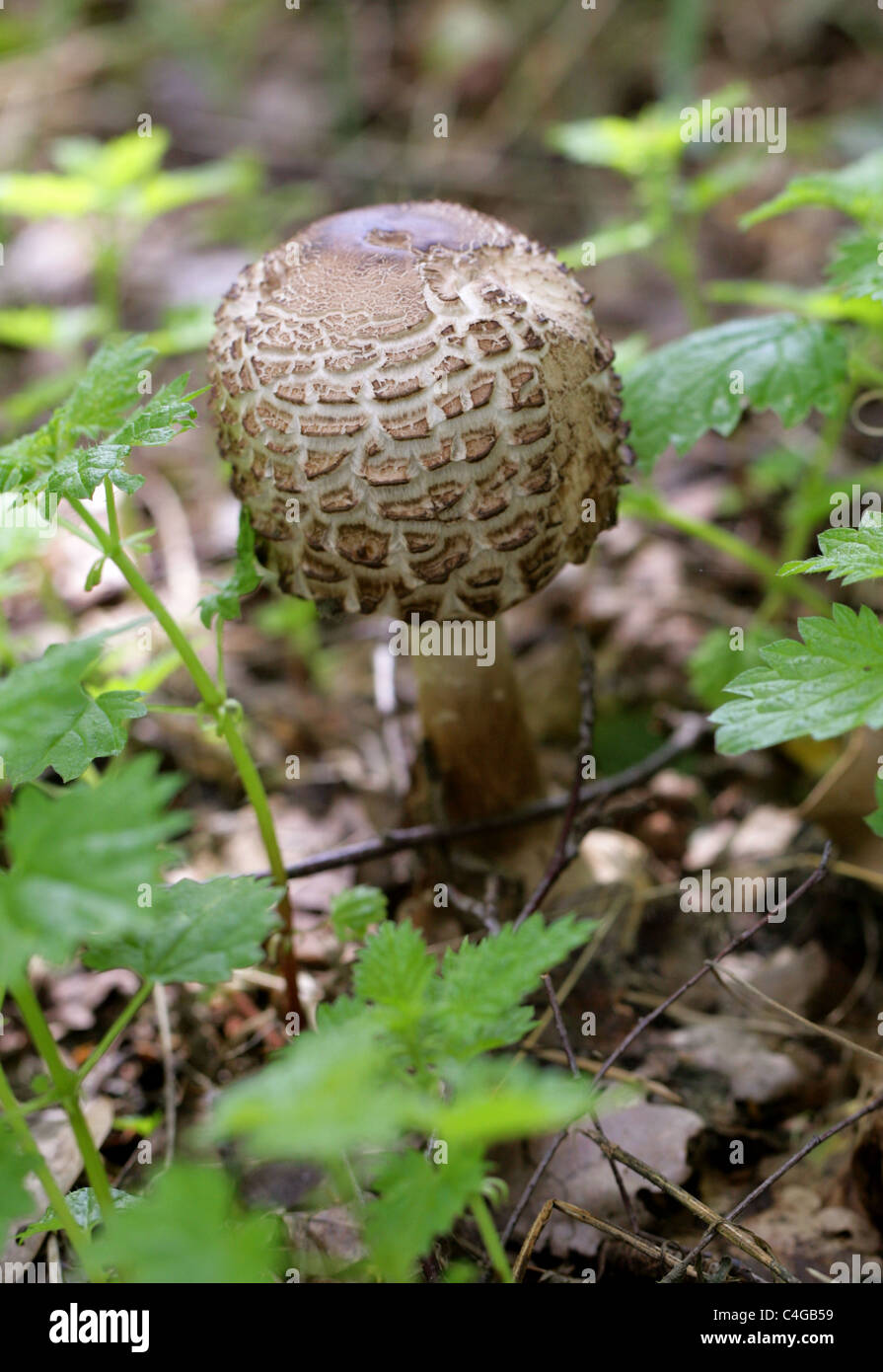 Shaggy Parasol Mushroom, Chlorophyllum rhacodes, Agaricaceae Stock Photo