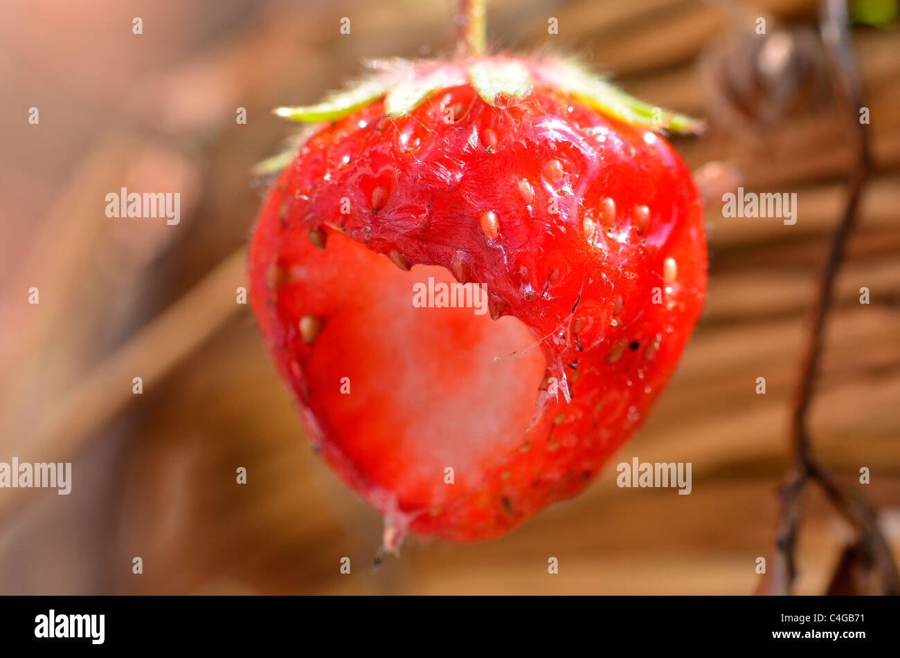 Slug damaged strawberry Stock Photo