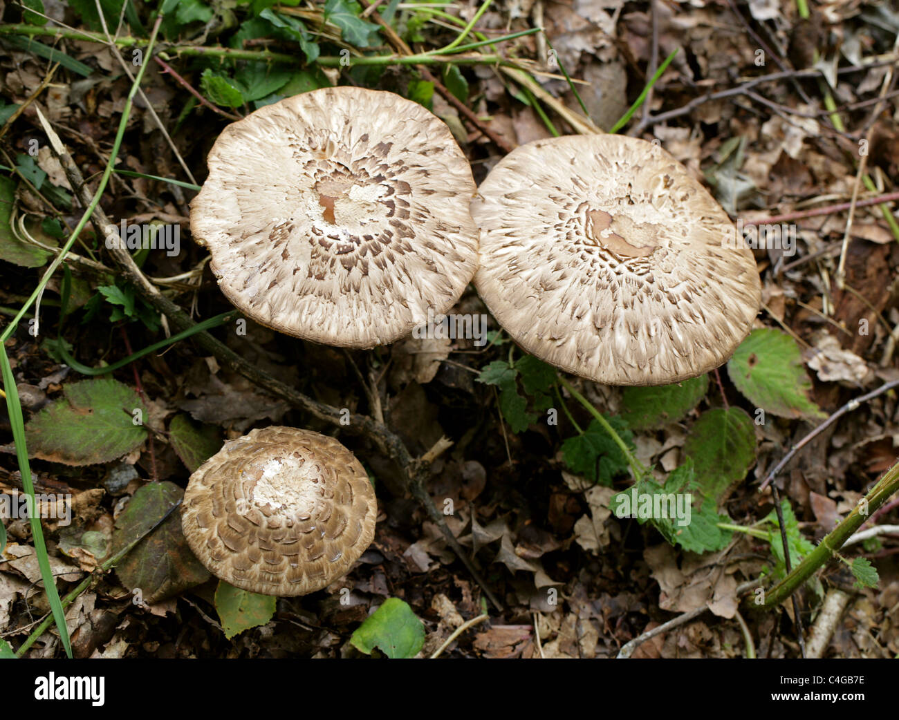 Shaggy Parasol Mushroom, Chlorophyllum rhacodes, Agaricaceae Stock Photo
