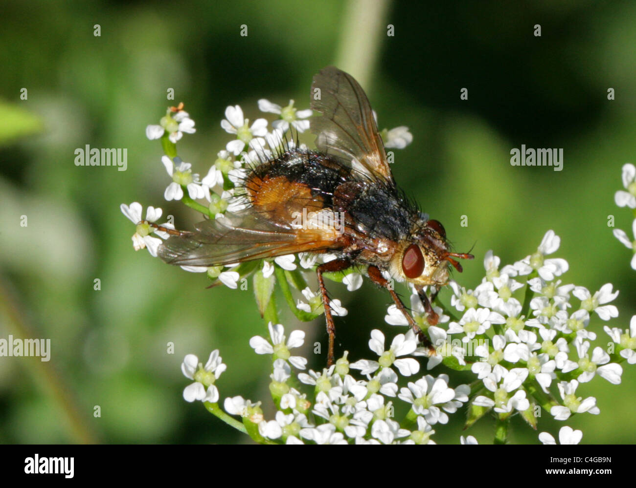 Tachinid Fly, Tachina fera, Tachininae, Tachinidae, Diptera Aka Louse Fly, Fever Fly, Tachnid Fly on Umbellifer. A Parasitic Fly Stock Photo
