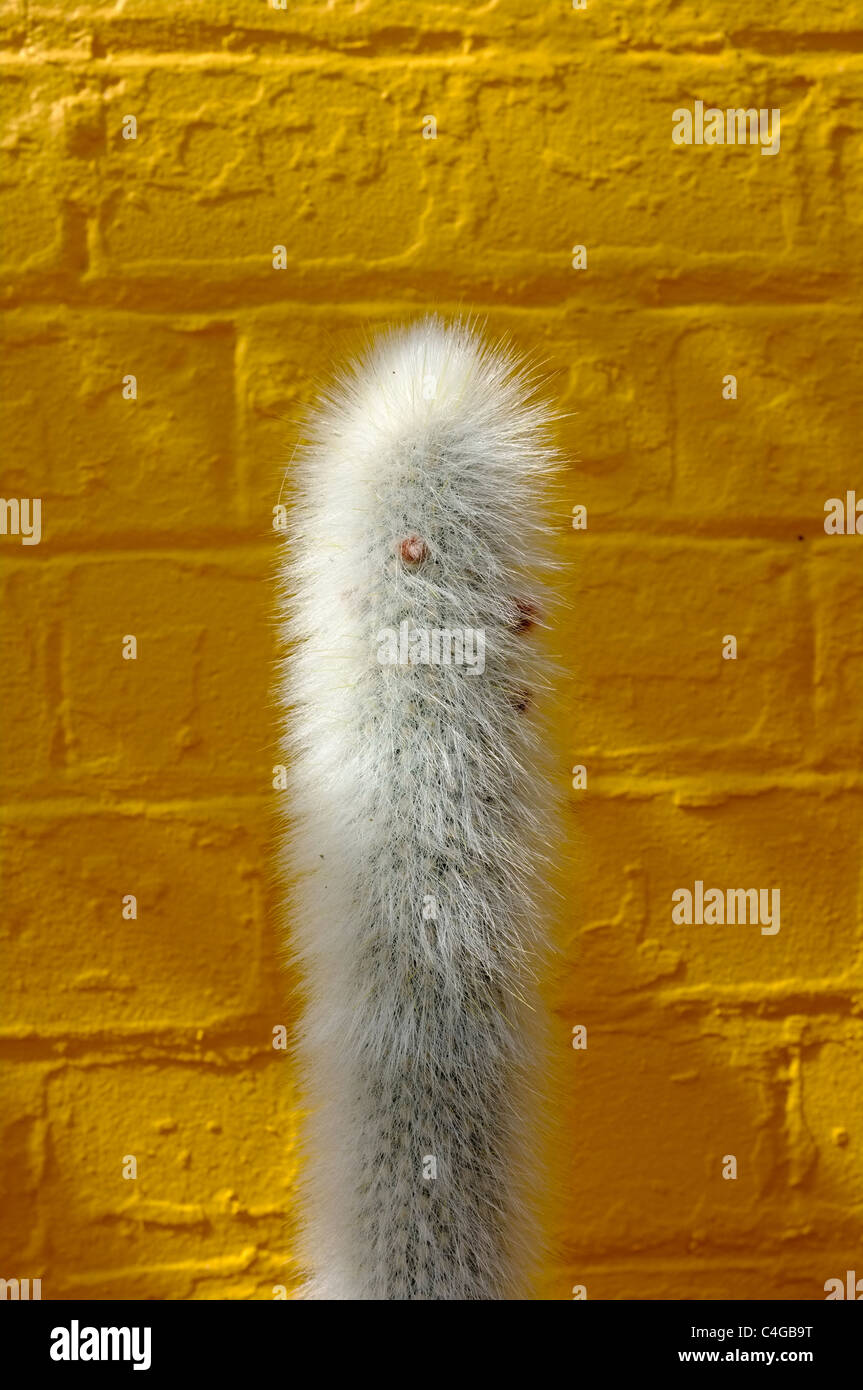 Hairy Cactus plant against yellow brick wall Stock Photo