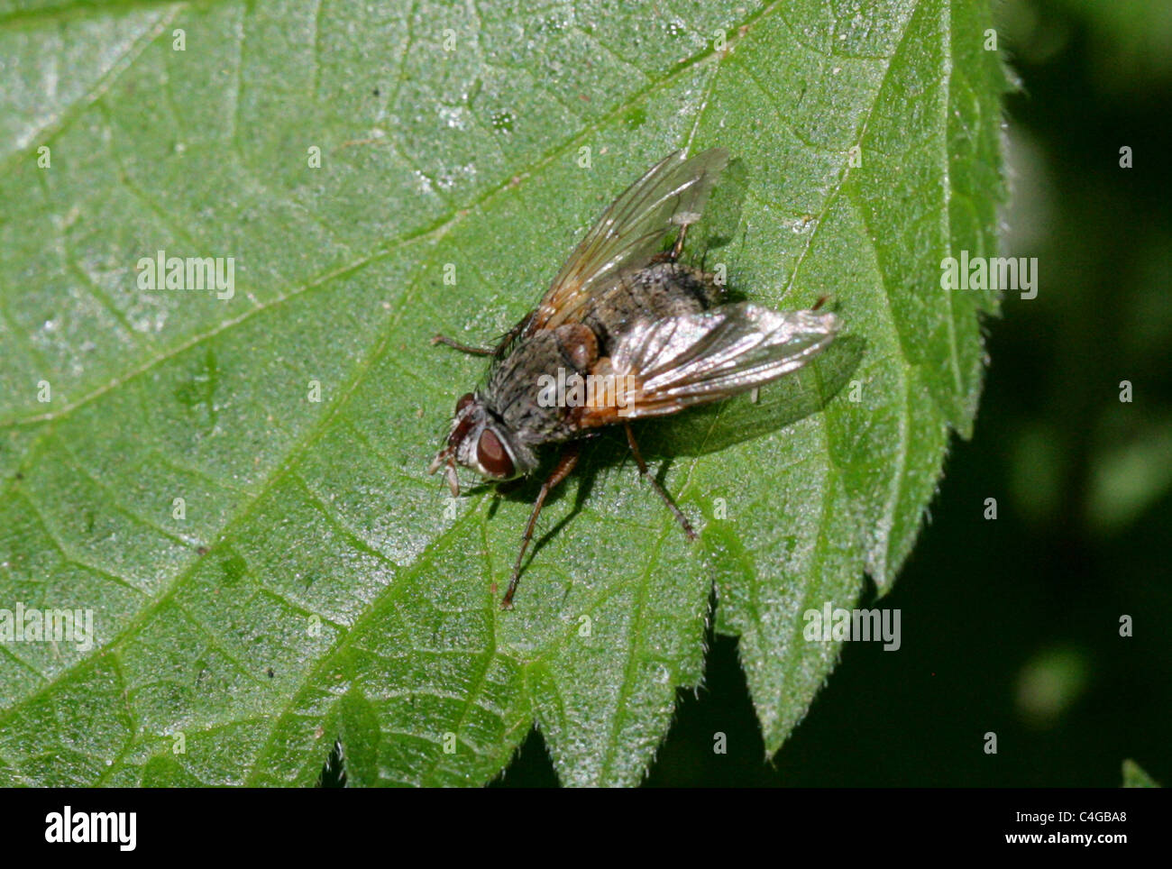 Female Tachinid Fly, Tachinidae, Diptera. Stock Photo