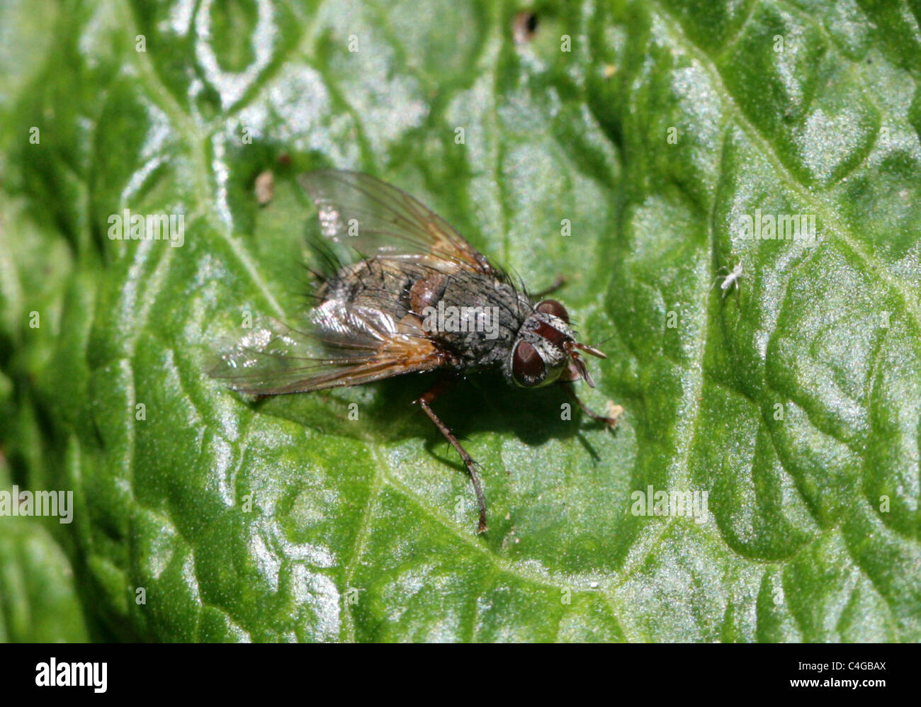 Female Tachinid Fly, Tachinidae, Diptera. Stock Photo