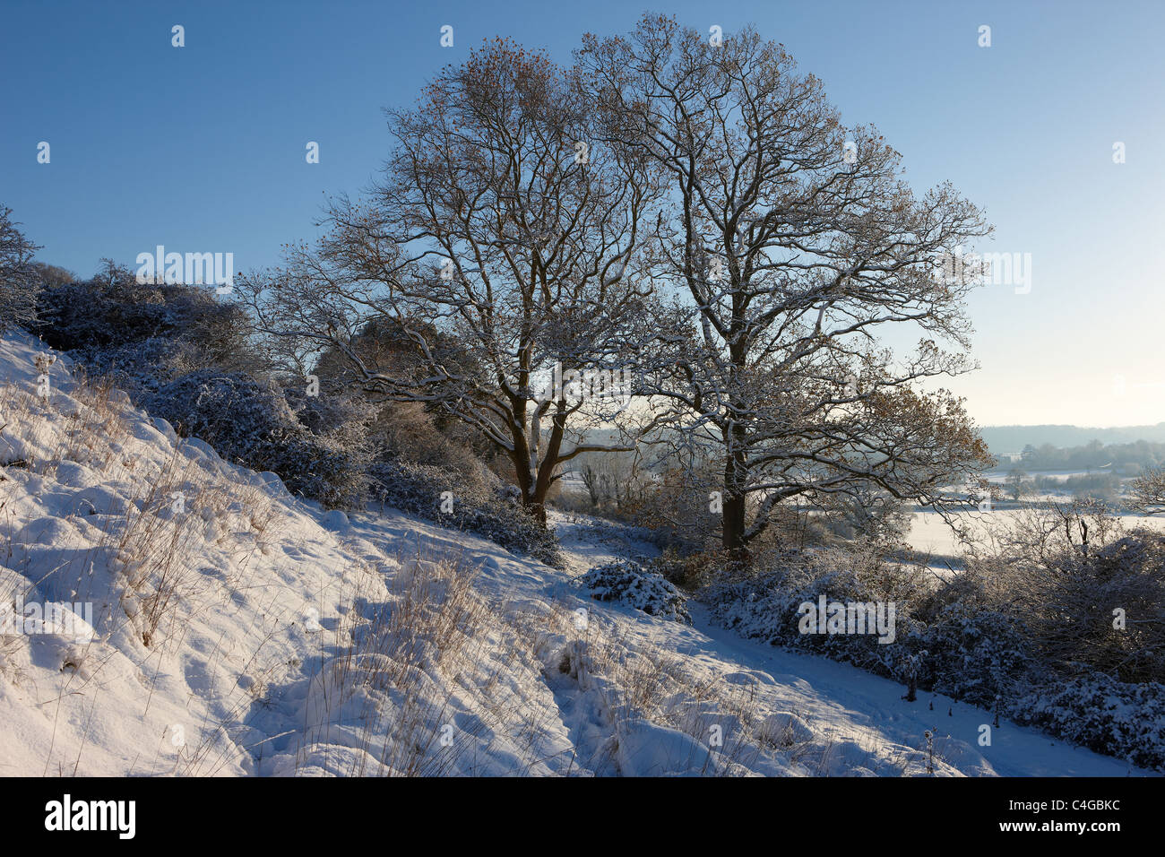 frost and snow on the trees nr Milborne Port, Somerset, England Stock Photo