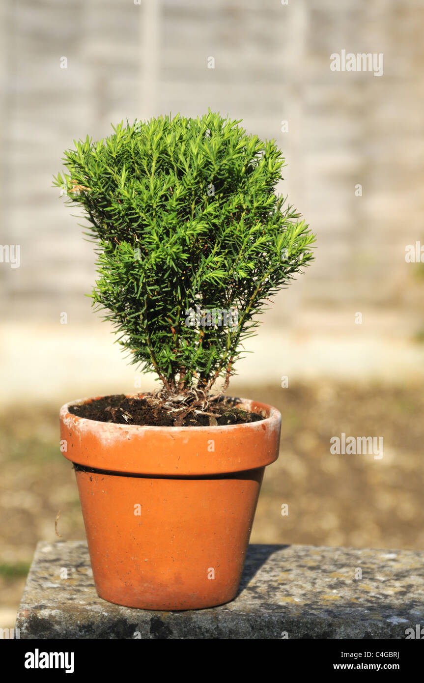 Dwarf Slow Growing Conifer Thuja occidentalis 'Teddy' in terracotta pot  Stock Photo - Alamy