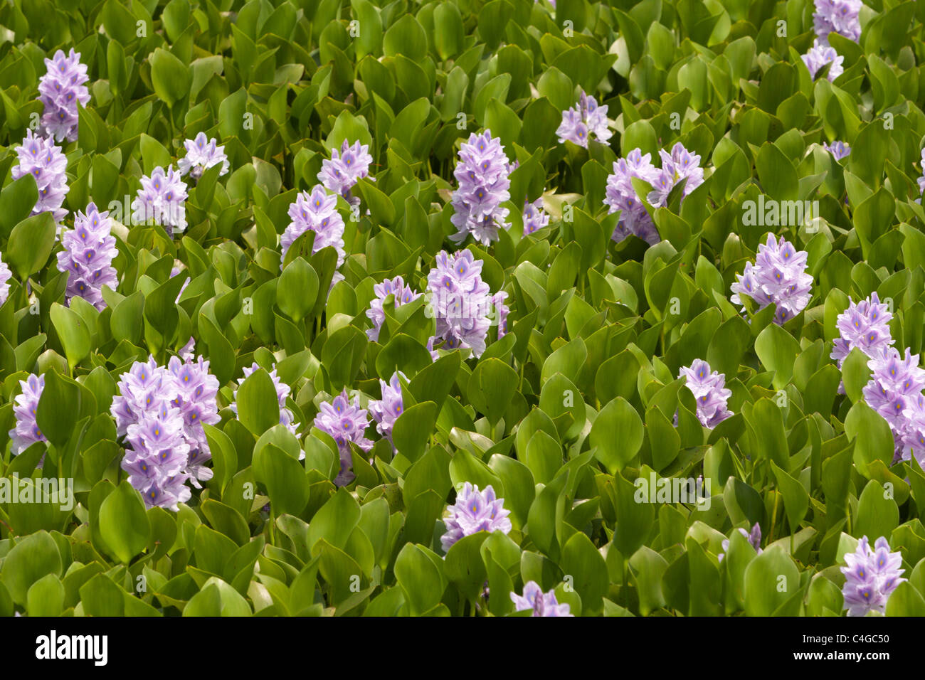 Common water hyacinth (Eichhornia crassipes) floating perennial aquatic plant (hydrophyte) flowering in pond, Hualien, Taiwan Stock Photo