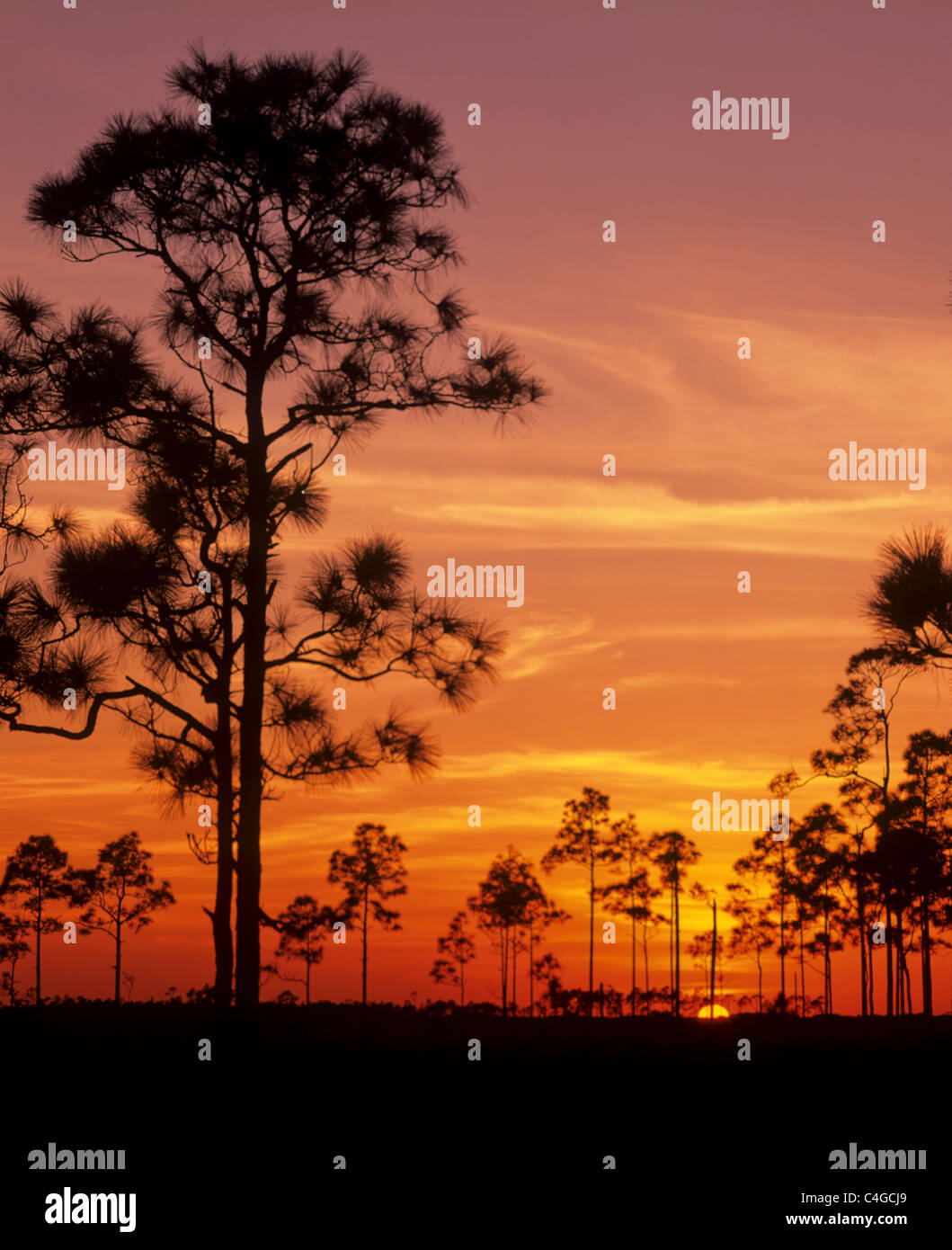 Sunset in the Everglades National Park in Florida Stock Photo