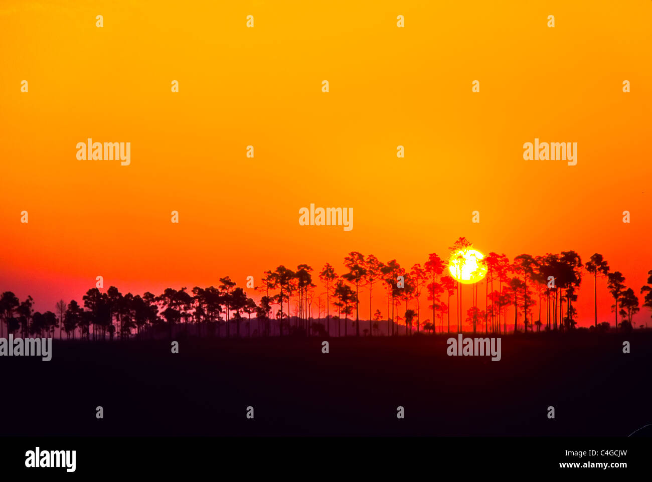 Sunrise over Mahogany Hammock in Everglades National Park in Florida Stock Photo
