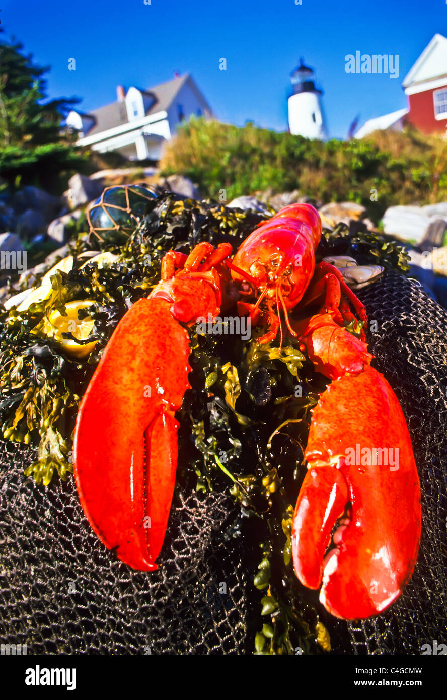 Maine lobster dinner setup on rocks at Pemaquid Point lighthouse in