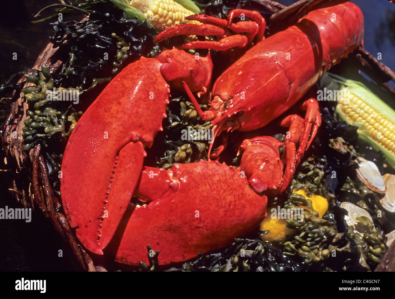Maine lobster dinner setup Stock Photo Alamy