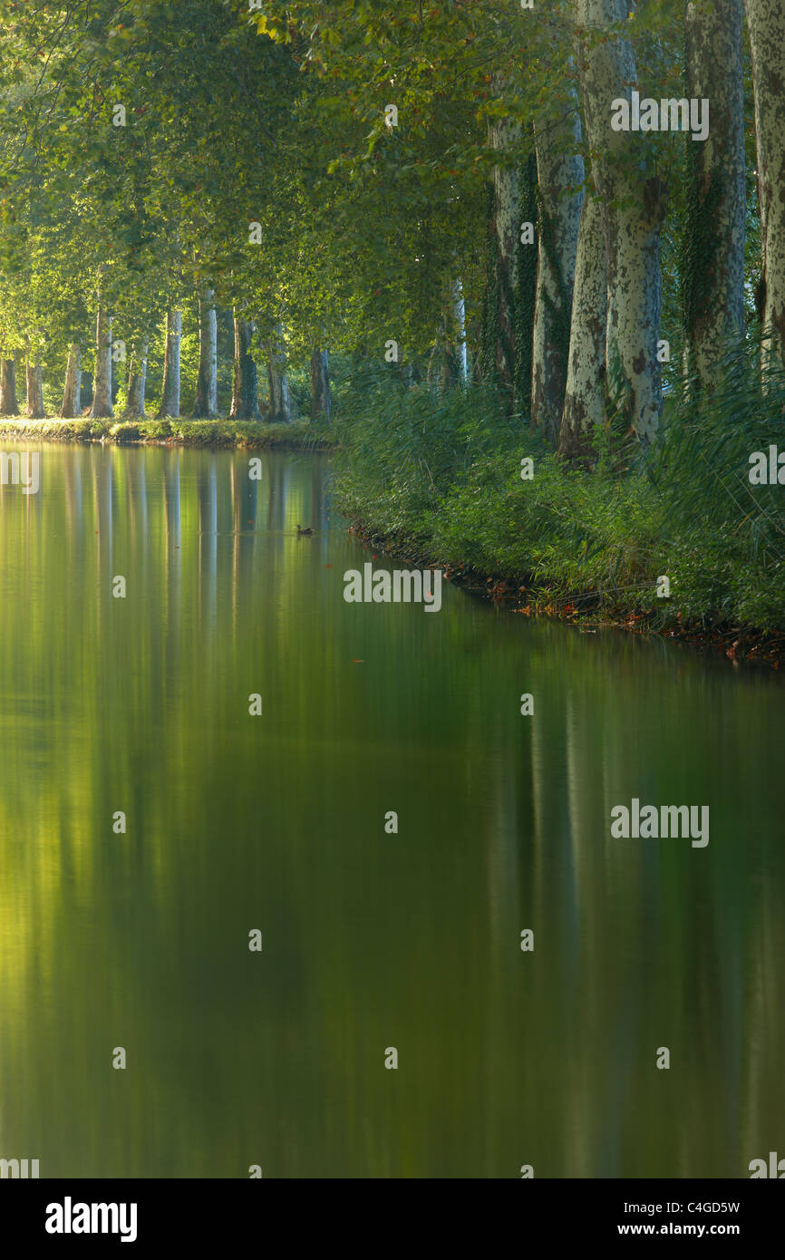 the Canal du Midi nr Castelnaudary, Aude, Languedoc-Rousillon, France Stock Photo