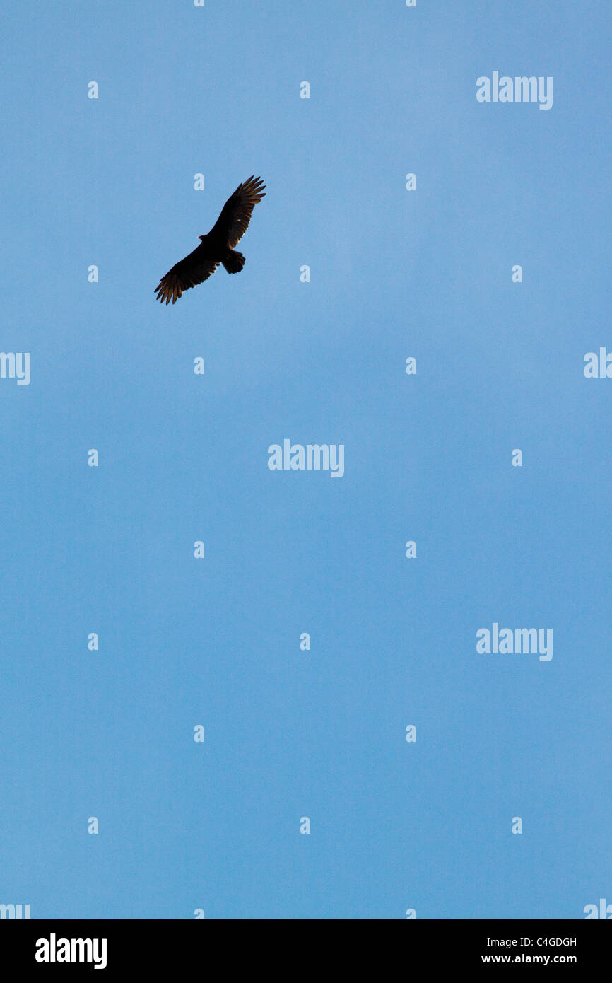Turkey vulture flying in silhouette hires stock photography and images Alamy