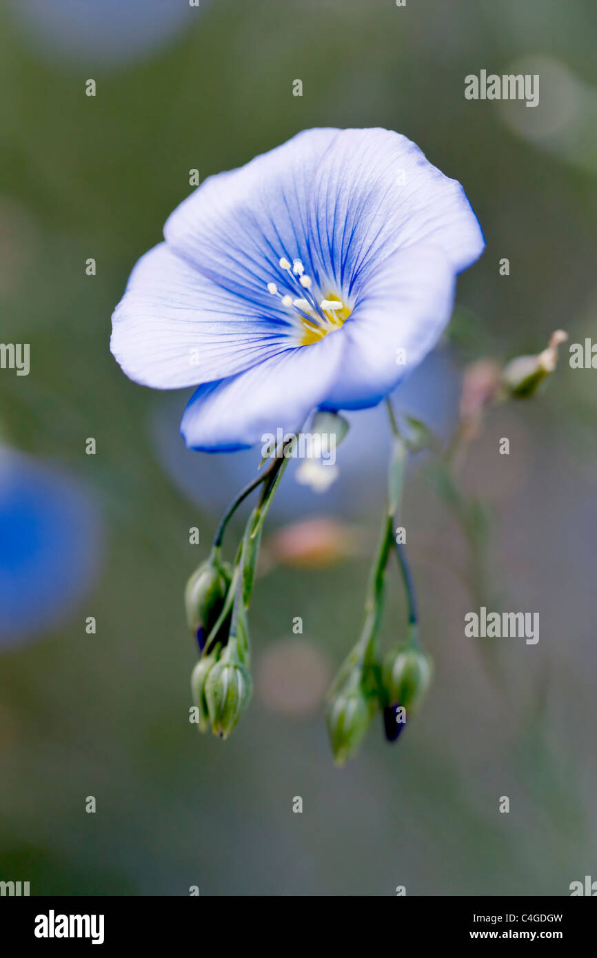 Selective focus image of a blooming Blue flax (Linum perenne). Stock Photo