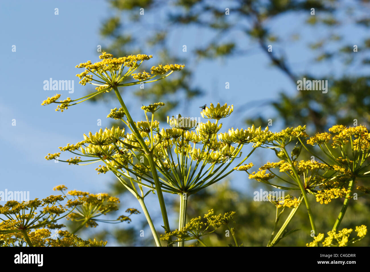 Selective focus image of a blooming Parsnip (Pastinaca sativa). Stock Photo