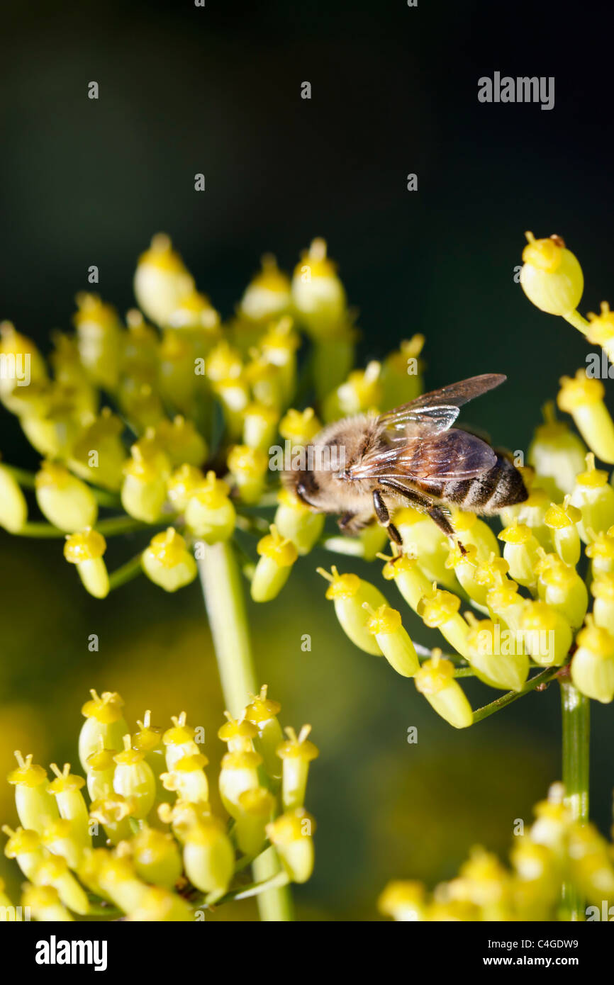 Selective focus image of a blooming Parsnip (Pastinaca sativa) with a bee. Stock Photo