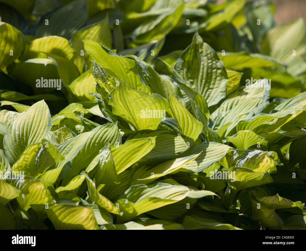 Green Hosta plant the sun is shining brightly through the leaves Stock Photo