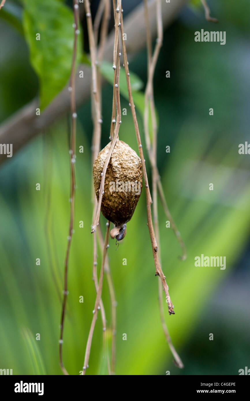 Vutu hi-res stock photography and images - Alamy