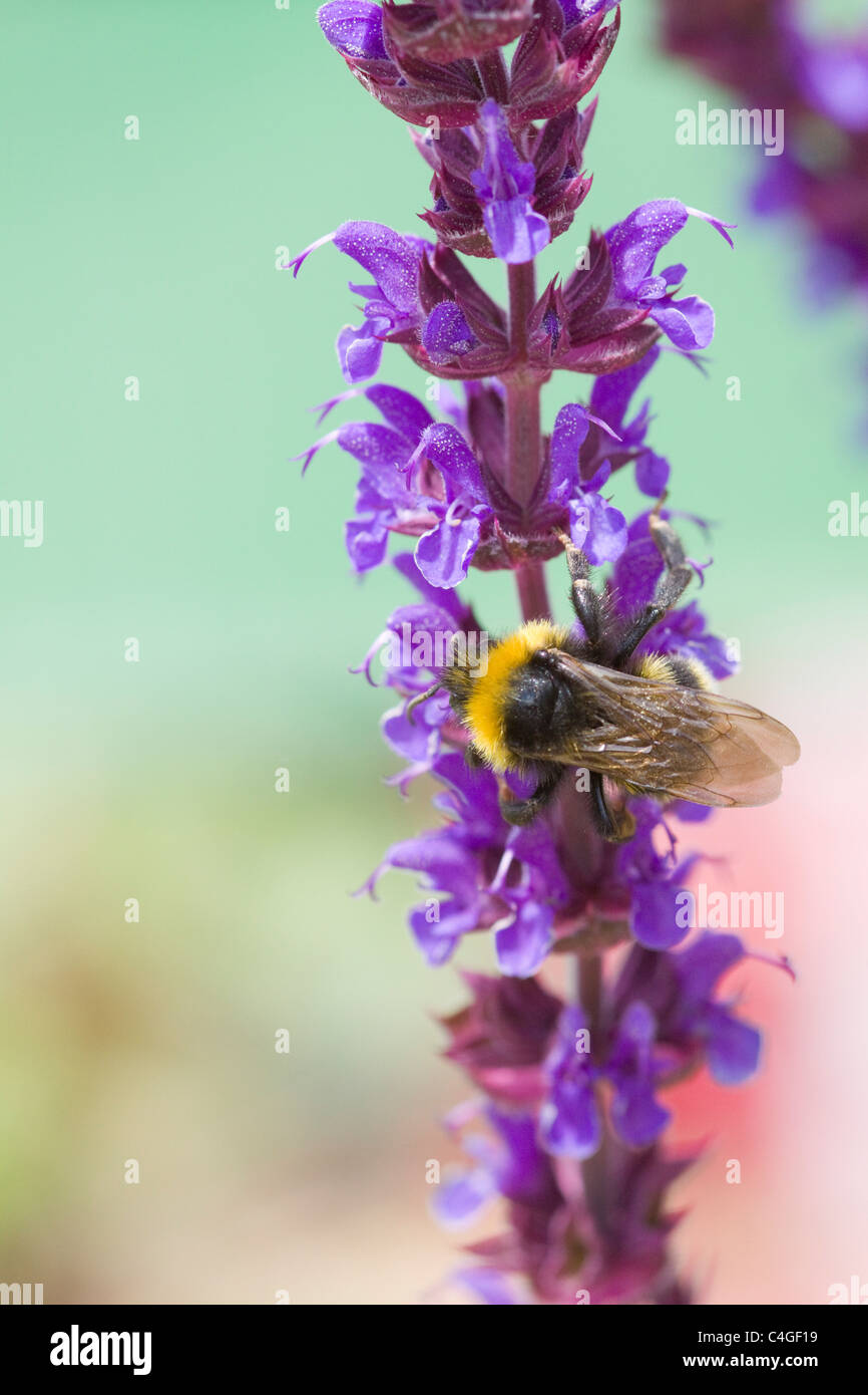 Salvia x sylvestris hi-res stock photography and images - Alamy