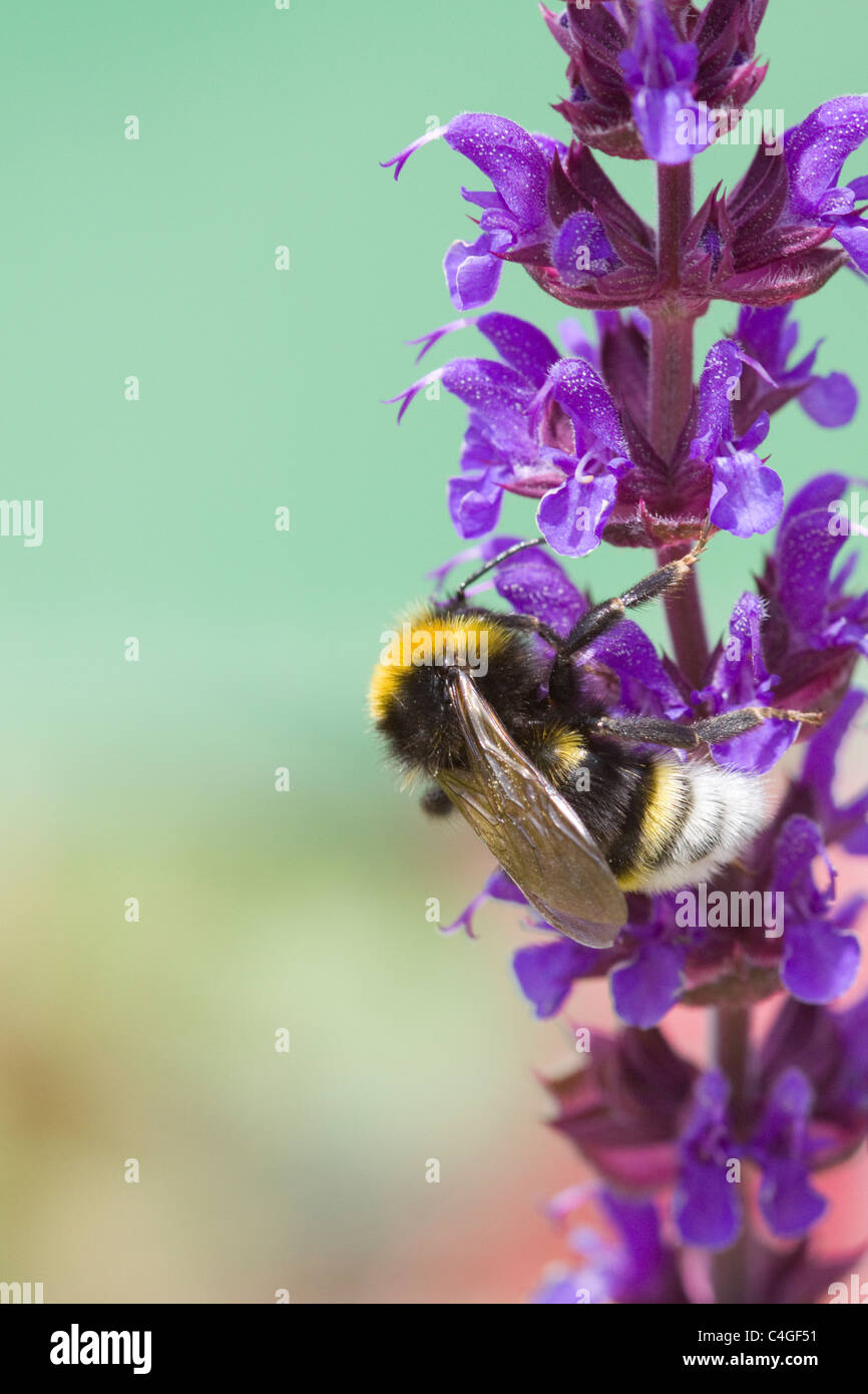 Salvia X Sylvestris High Resolution Stock Photography and Images - Alamy