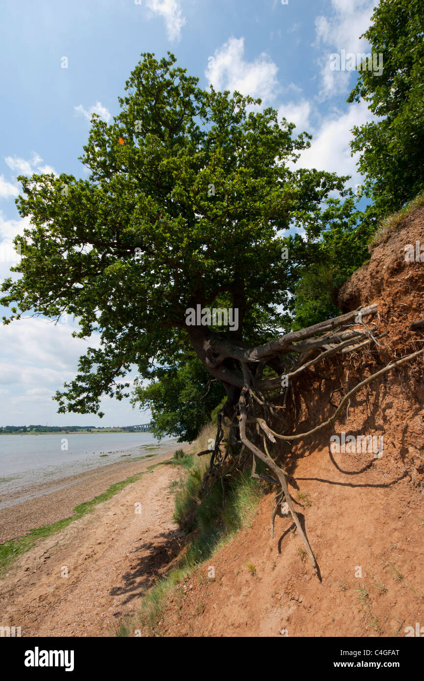 Tree in river bank with exposed eroding roots Stock Photo