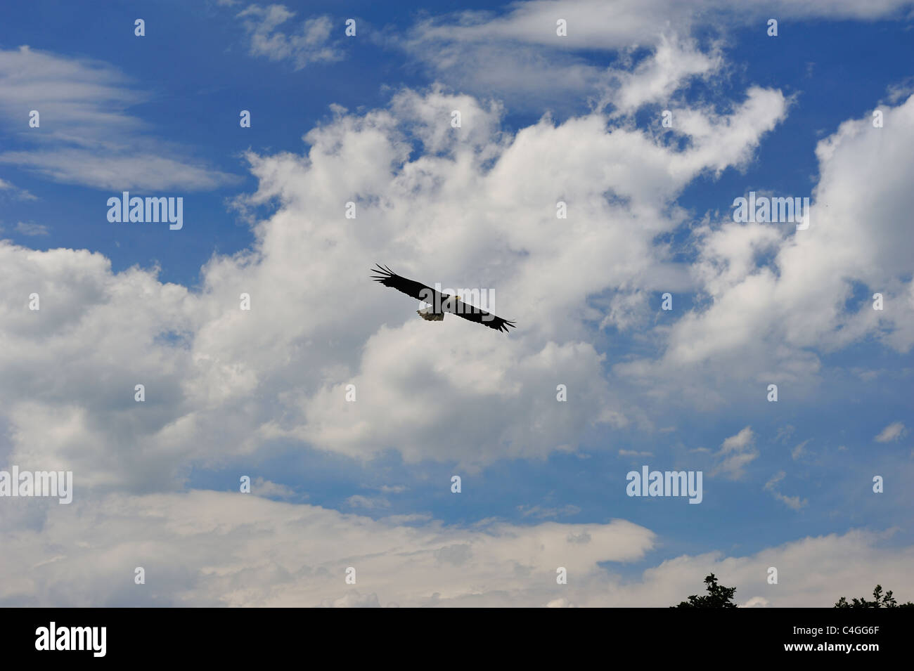 Bald eagle flying free,wings spread ,Falconry Harz,Burg Regenstein,Saxony Anhalt,Germany. Stock Photo