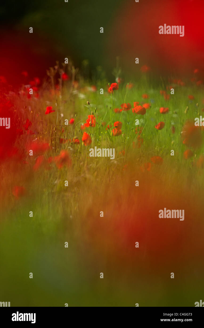 Red italian poppies wildflowers in hi-res stock photography and images ...