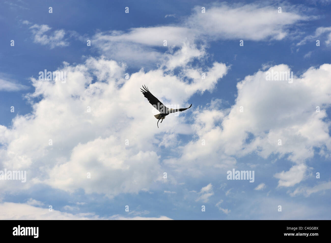 Bald eagle flying free,wings spread ,Falconry Harz,Burg Regenstein,Saxony Anhalt,Germany. Stock Photo