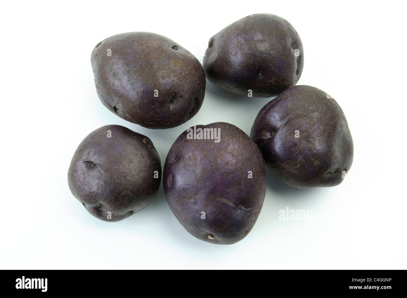 Potato (Solanum tuberosum Blue Salad Potato). Tubers, studio picture against a white background. Stock Photo