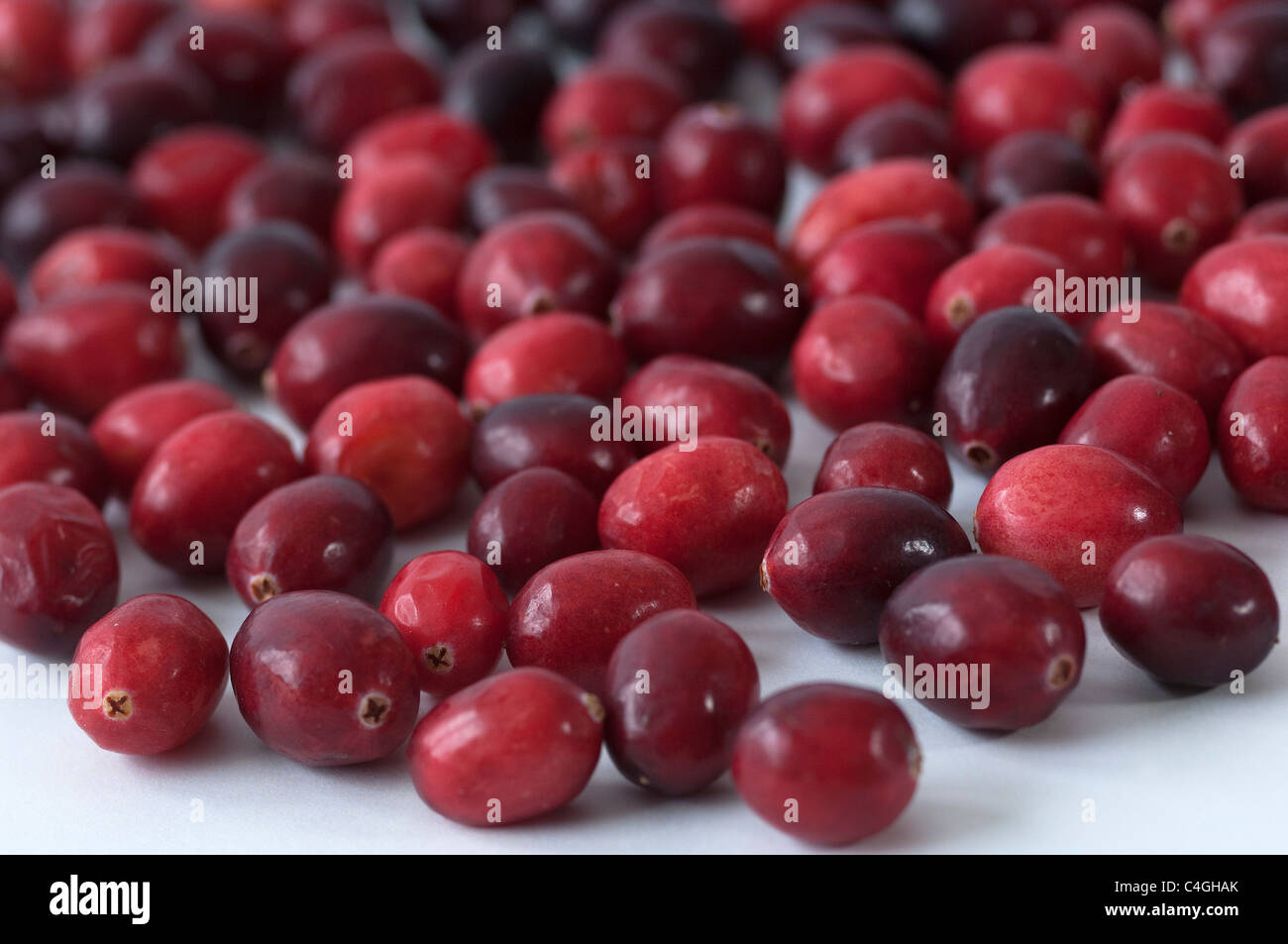 American Cranberry (Vaccinium macrocarpon, Oxycoccus macrocarpus). Ripe berries. Stock Photo