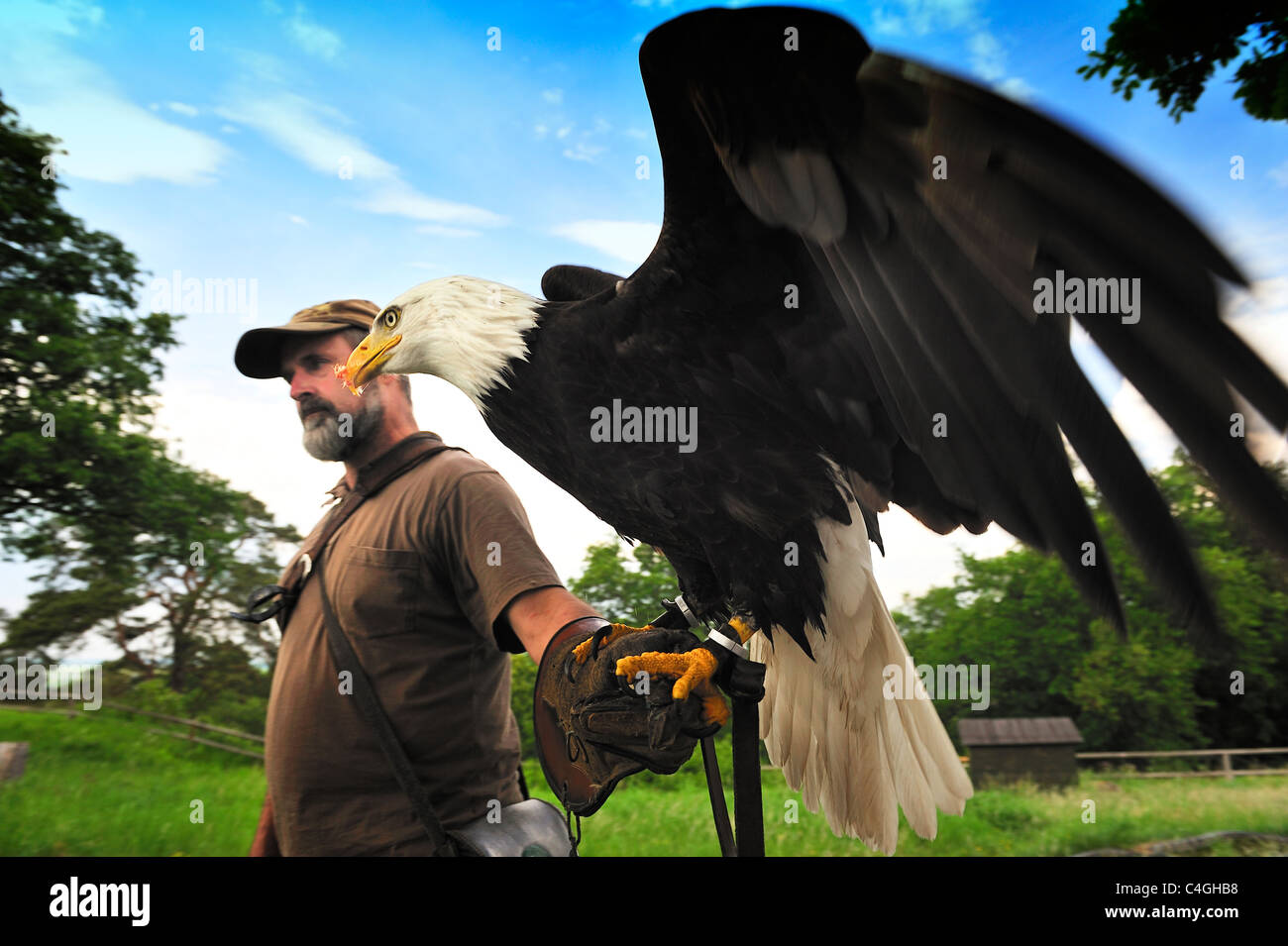 Falconer Mursa and Bald Eagle. Stock Photo