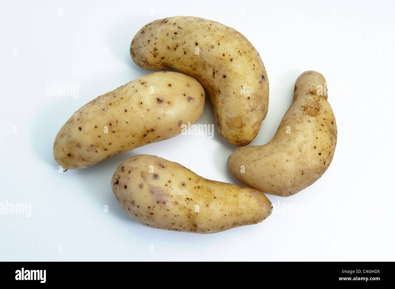 Potato (Solanum tuberosum Emma). Tubers, studio picture against a white background. Stock Photo