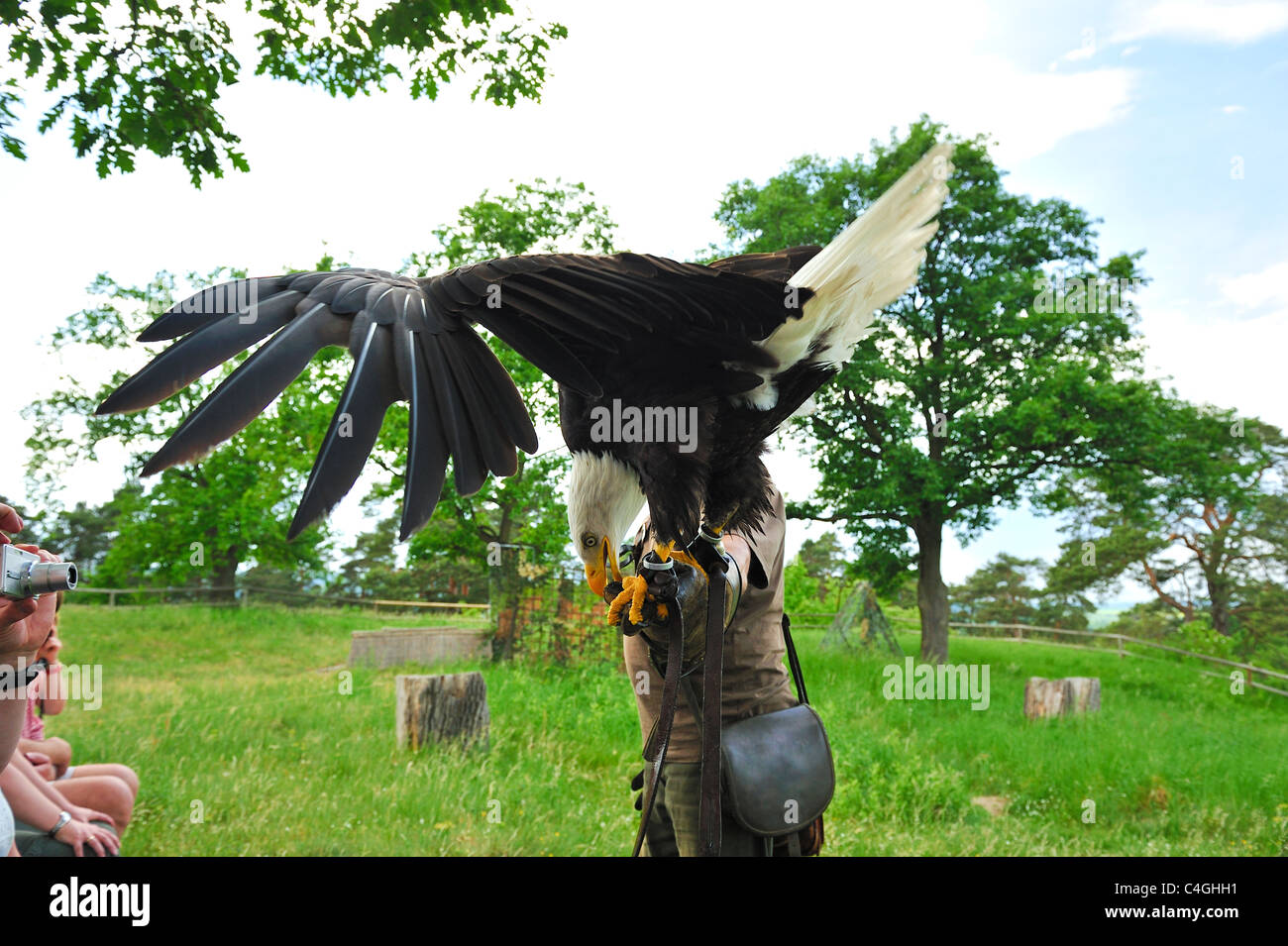Falconer Mursa and Bald Eagle. Stock Photo