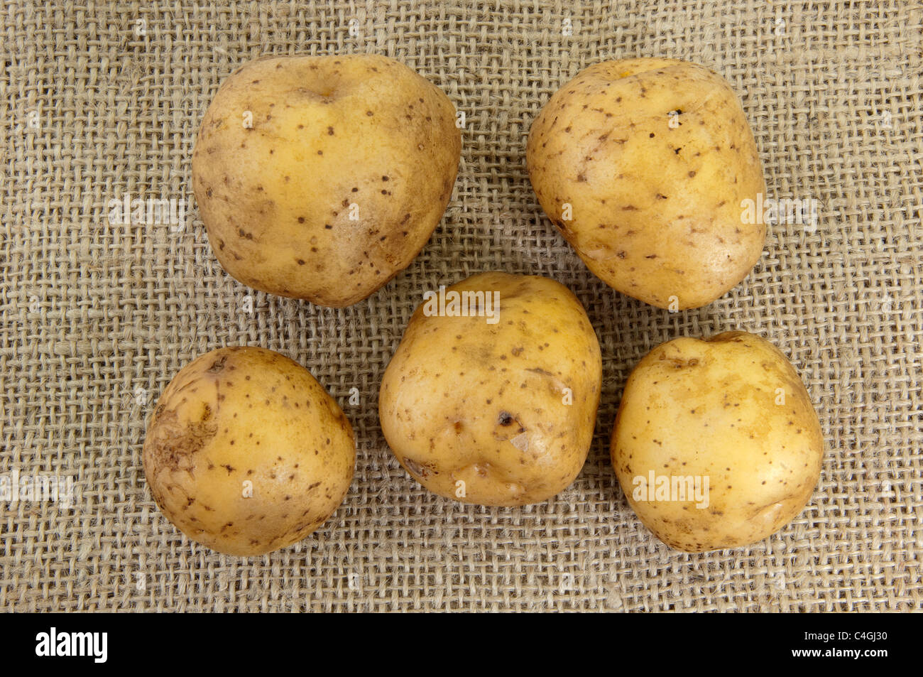 Potato (Solanum tuberosum La Bonnotte). Tubers on hessian. Stock Photo