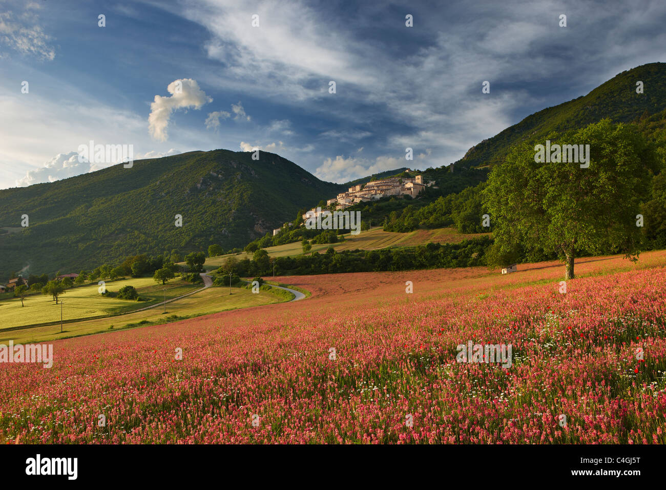 a field of sainfoin beneath the village of Campi Vechio, the Valnerina, Monti Sibillini National Park, Umbria, Italy Stock Photo