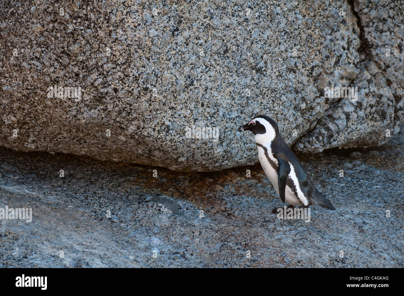 Jackass penguin (Speniscus demersus), Boulders Beach, Cape Town, South Africa. Stock Photo