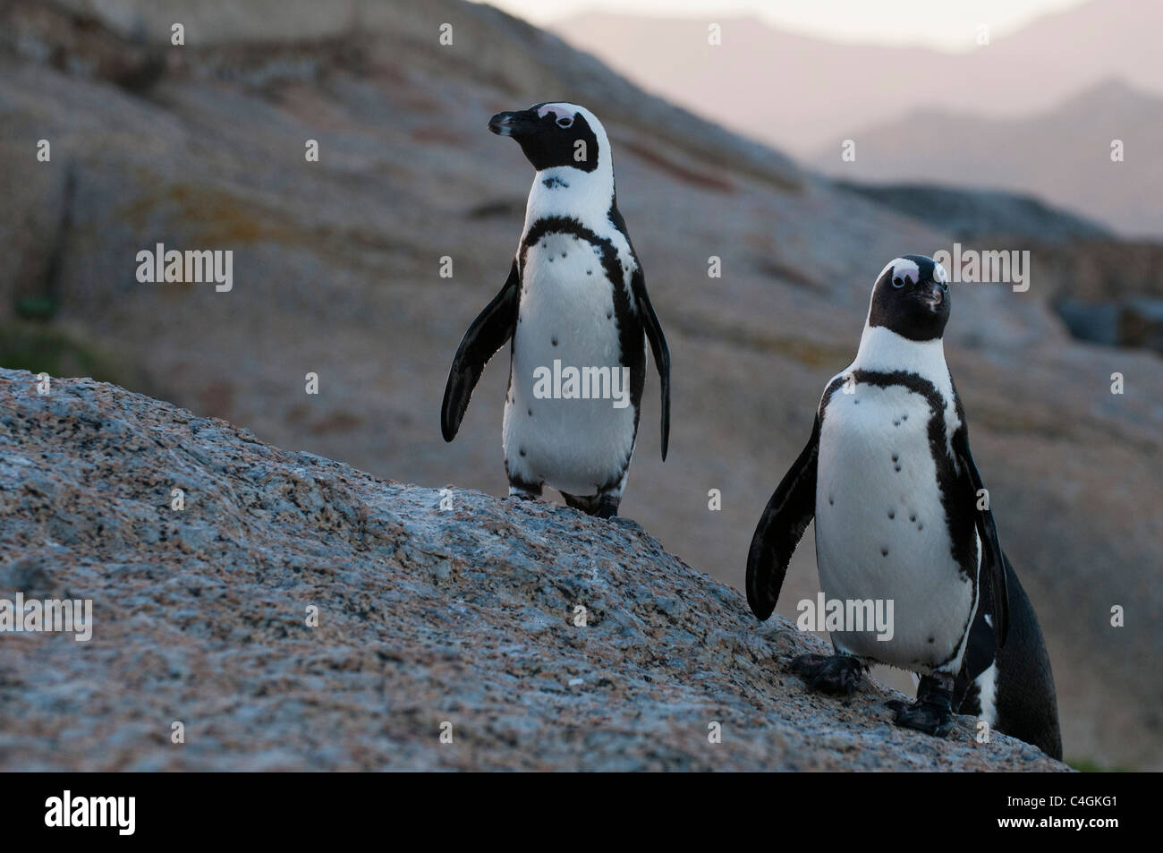 Jackass penguins (Speniscus demersus), Boulders Beach, Cape Town, South Africa. Stock Photo