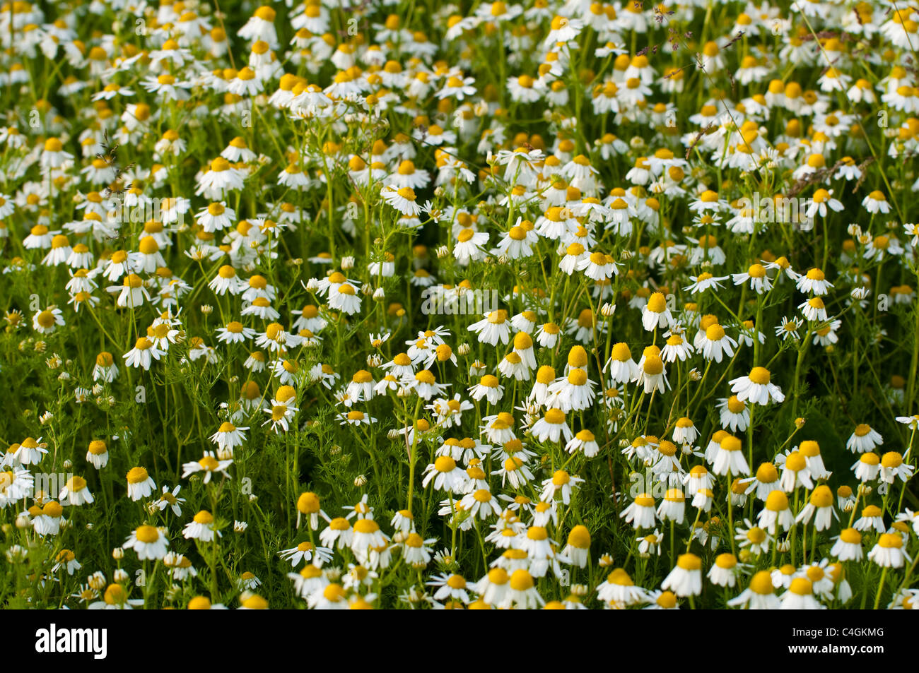 Naturalized chamomile flowers - growing wild - on the edge of an English meadow. UK. Stock Photo
