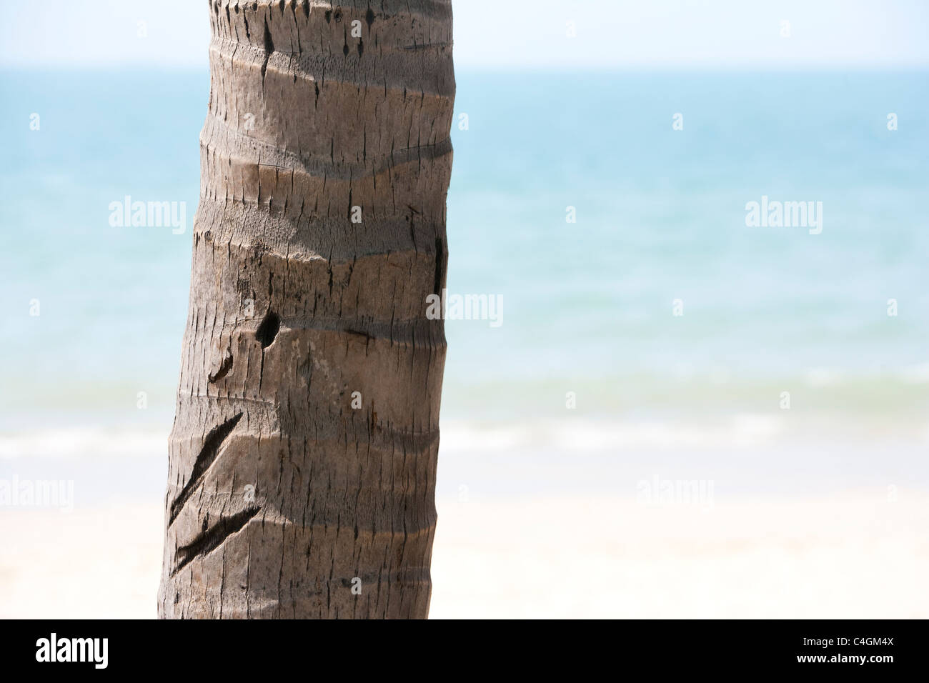Palm Tree Trunk on the Beach Stock Photo